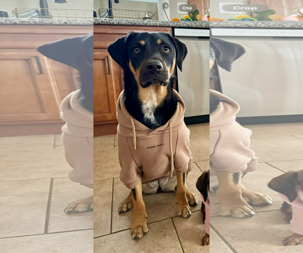Medium Photo #1 Aussiedor Puppy For Sale in Chandler, AZ, USA