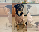 RILEY #13 - Female Aussiedor Dog for Adoption - Small photo