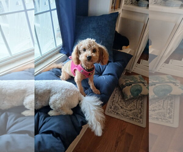 Medium Photo #4 Poodle (Miniature)-Unknown Mix Puppy For Sale in Garner, NC, USA