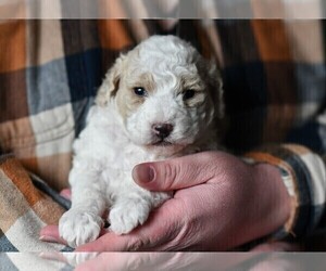 Goldendoodle (Miniature) Puppy for sale in NORTH BEND, OH, USA