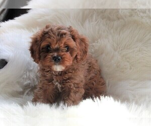 Cavapoo Puppy for sale in FREDERICKSBURG, OH, USA