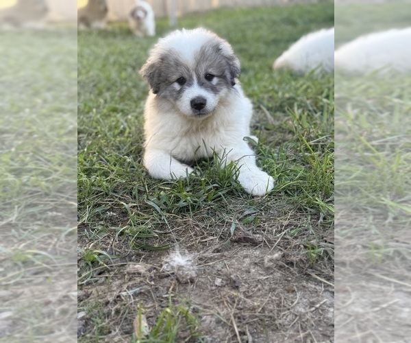 Medium Photo #8 Great Pyrenees Puppy For Sale in SAN DIEGO, CA, USA