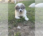 Small Photo #8 Great Pyrenees Puppy For Sale in SAN DIEGO, CA, USA
