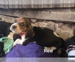 Small #1 Basset Hound
