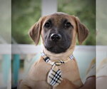 Small #7 Black Mouth Cur Mix