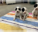 Small Photo #8 Llewellin Setter Puppy For Sale in BASCO, IL, USA