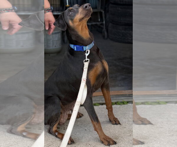 Medium Photo #8 Doberman Pinscher Puppy For Sale in Buffalo, MN, USA