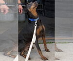 Small #7 Doberman Pinscher