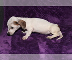 Small #11 Dachshund