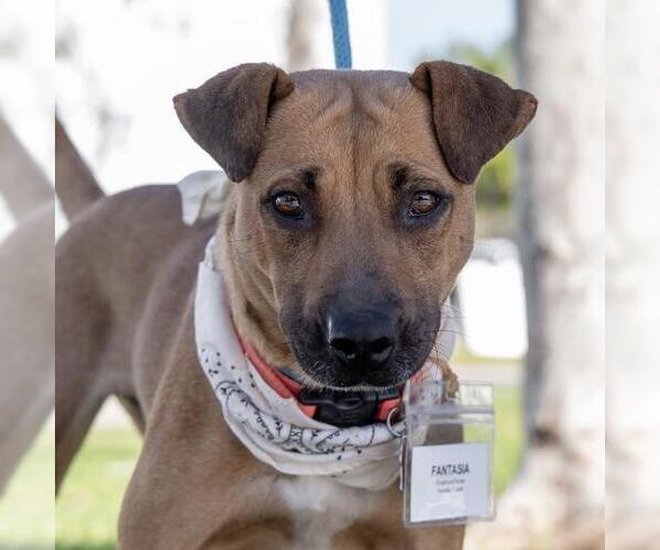 Medium Photo #6 Mutt Puppy For Sale in San Diego, CA, USA