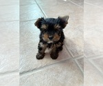 Small #3 Yorkshire Terrier