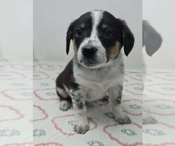 Medium Photo #2 Australian Shepherd-Unknown Mix Puppy For Sale in Brewster, NY, USA