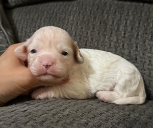 Cavapoo Puppy for sale in JEFFERSONVILLE, IN, USA