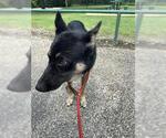 Small German Shepherd Dog