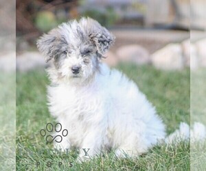Bernedoodle (Miniature) Puppy for sale in MILLERSBURG, IN, USA