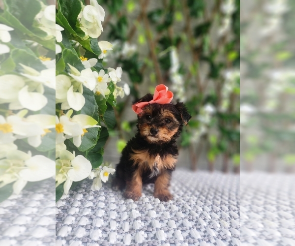 Medium Photo #5 Morkie Puppy For Sale in INDIANAPOLIS, IN, USA