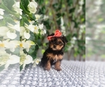 Small #4 Morkie
