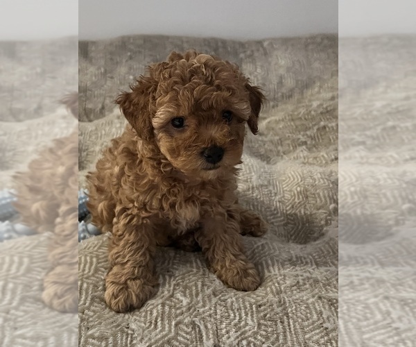 Medium Photo #4 YorkiePoo Puppy For Sale in PORT SAINT LUCIE, FL, USA