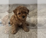 Small #3 YorkiePoo