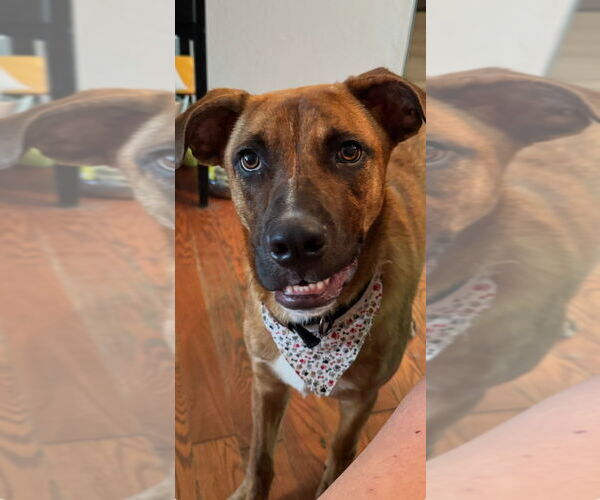 Medium Photo #2 Black Mouth Cur-Unknown Mix Puppy For Sale in Conway, AR, USA