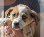 Small #5 Sheprador