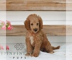 Small #2 Poodle (Miniature)