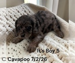 Small #8 Cavapoo (Miniature)