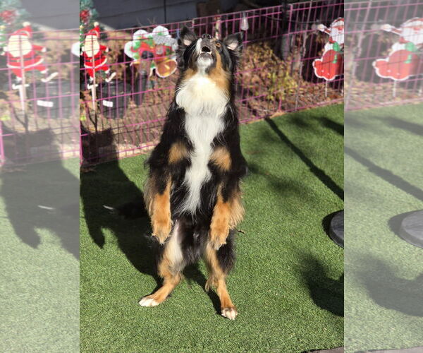 Medium Photo #2 Australian Shepherd Puppy For Sale in Sandy, UT, USA