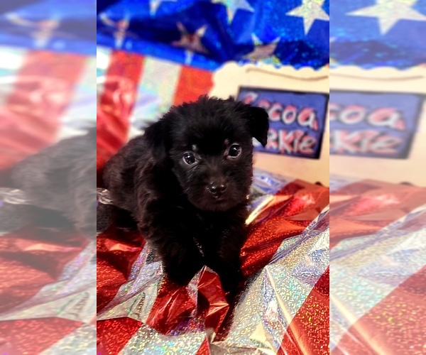 Medium Photo #111 Yorkshire Terrier Puppy For Sale in AKRON, OH, USA