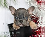 Small #5 French Bulldog