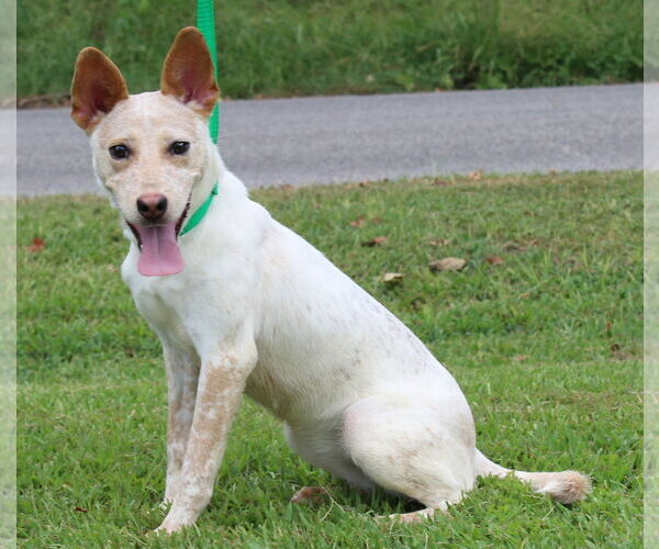 Medium Photo #2 Red Heeler-Unknown Mix Puppy For Sale in Prattville, AL, USA
