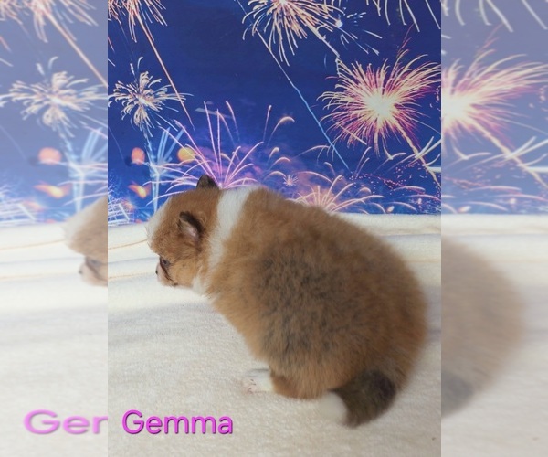 Medium Photo #6 Pomeranian Puppy For Sale in AZLE, TX, USA