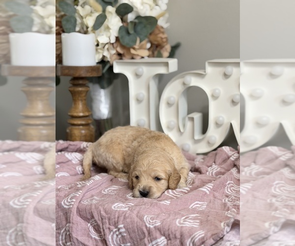 Medium Photo #3 Goldendoodle (Miniature) Puppy For Sale in NOBLESVILLE, IN, USA