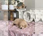 Small #2 Goldendoodle (Miniature)