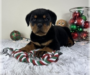 Rottweiler Puppy for sale in GREENFIELD, IN, USA
