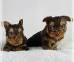 Small #4 Yorkshire Terrier