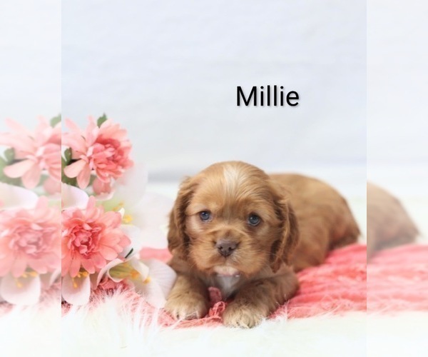 Medium Photo #7 Cocker Spaniel Puppy For Sale in LOYAL, WI, USA