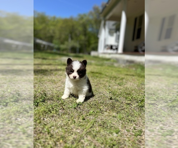 Medium Photo #72 Pomsky Puppy For Sale in DRACUT, MA, USA