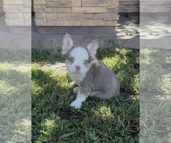 Medium Photo #3 French Bulldog Puppy For Sale in WEST COVINA, CA, USA