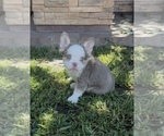Small #2 French Bulldog