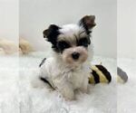 Small #2 Yorkshire Terrier