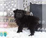 Small #3 Pomeranian-Poodle (Toy) Mix