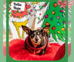 Small #45 Dachshund Mix