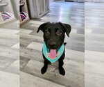 Small #2 Labrador Retriever Mix