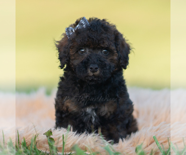 Medium Photo #2 Poodle (Toy) Puppy For Sale in WARSAW, IN, USA