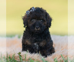 Small Photo #17 Poodle (Toy) Puppy For Sale in WARSAW, IN, USA
