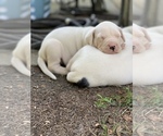 Small Photo #18 Dogo Argentino Puppy For Sale in INKSTER, MI, USA
