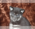Small #1 Wolf Hybrid