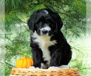 Bernedoodle Puppy for sale in FREDERICKSBG, OH, USA