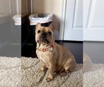 Small Photo #1 French Bulldog Puppy For Sale in NORTH LAS VEGAS, NV, USA
